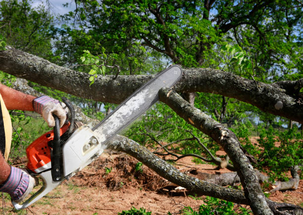 How Our Tree Care Process Works  in  Cross Plains, TX